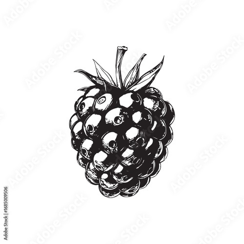 Blackberry Vector (1).eps
