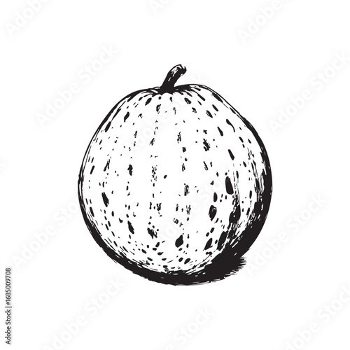 Cantaloupe Vector (2).eps