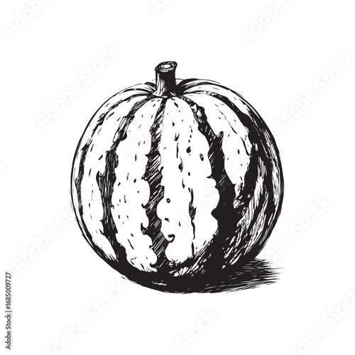 Cantaloupe Vector (1).eps
