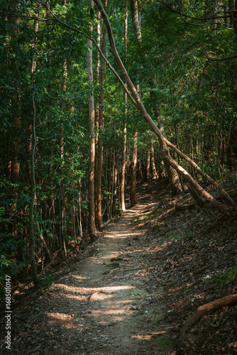 木漏れ日の中を通る登山道