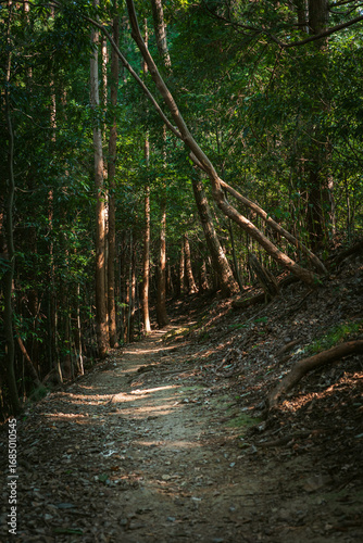 木漏れ日の中を通る登山道