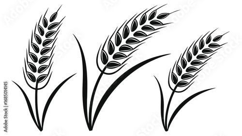 Black wheat stalks with leaves grain agriculture