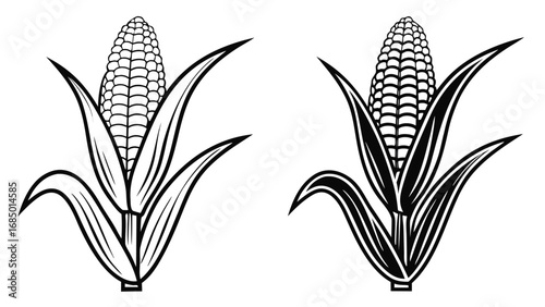 Corn cob with leaves maize kernels