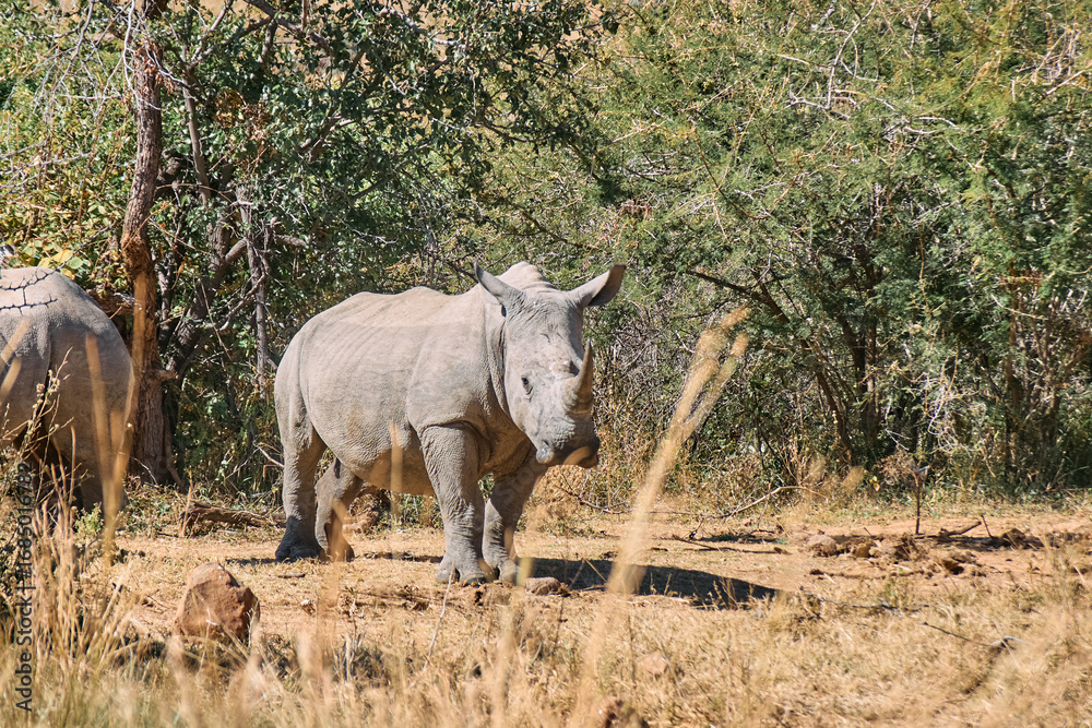 Obraz premium The white rhinoceros (Ceratotherium simum), also called the square-lipped rhino, seen during a safari game drive in Limpopo province, South Africa. It's the largest living rhinoceros species.