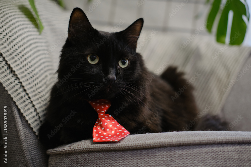 Obraz premium Black cat with green eyes wearing a red polka dot tie lying on a gray chair indoors