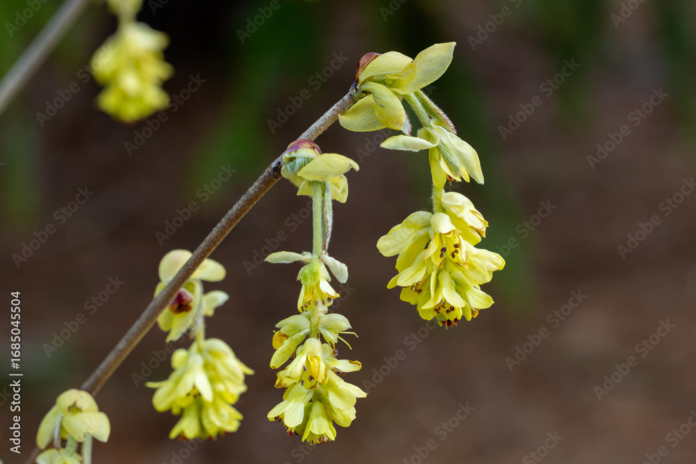 Fototapeta premium Yellow flowers of spike witch hazel, blooming in the forest.