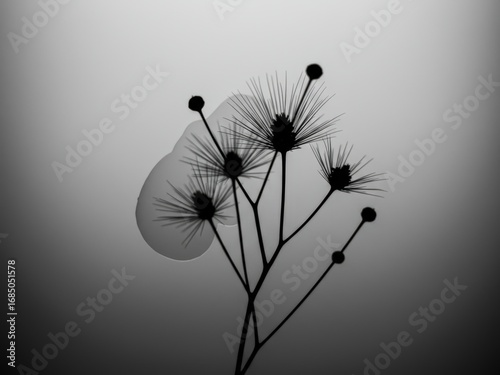 A minimalist black and white photo captures the silhouette of delicate, spiky plant forms against a softly graded grey background, with subtle translucent shapes.