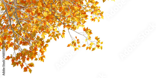 autumn leaves tree branches in corner background