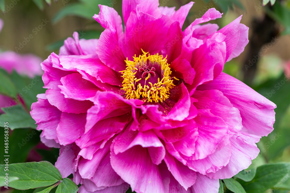 Obraz premium Pink tree peony flowers blooming in the garden.