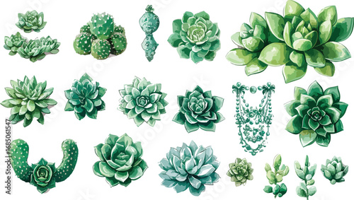 Collection of various green succulent plants and echeveria varieties isolated on white background