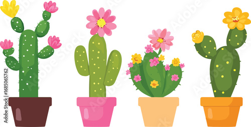 Four potted cacti with vibrant pink and yellow flowers in a row on a white background