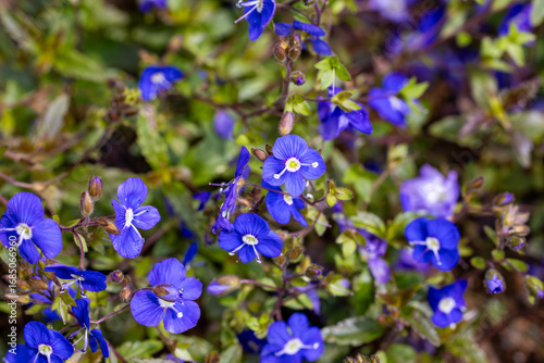 Veronica peduncularis flowers bloom with the arrival of spring.