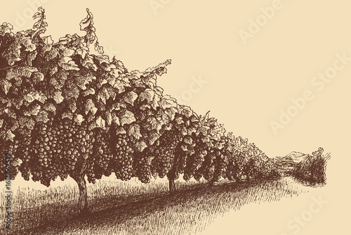 Vineyard illustration in a vintage style. This vector illustration can be used in any size you like for advertising, logos, and other work.