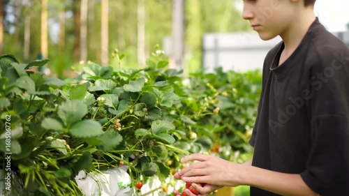 Teen boy picking freshly grown strawberries from raised garden planter into metal bowl. Organic gardening, farm-to-table concept.