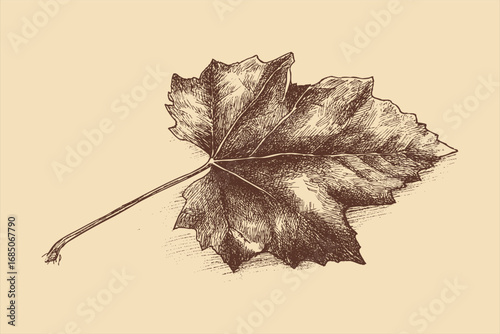 Grape leaf illustration in a vintage style. This vector illustration can be used in any size you like for advertising, logos, and other work.