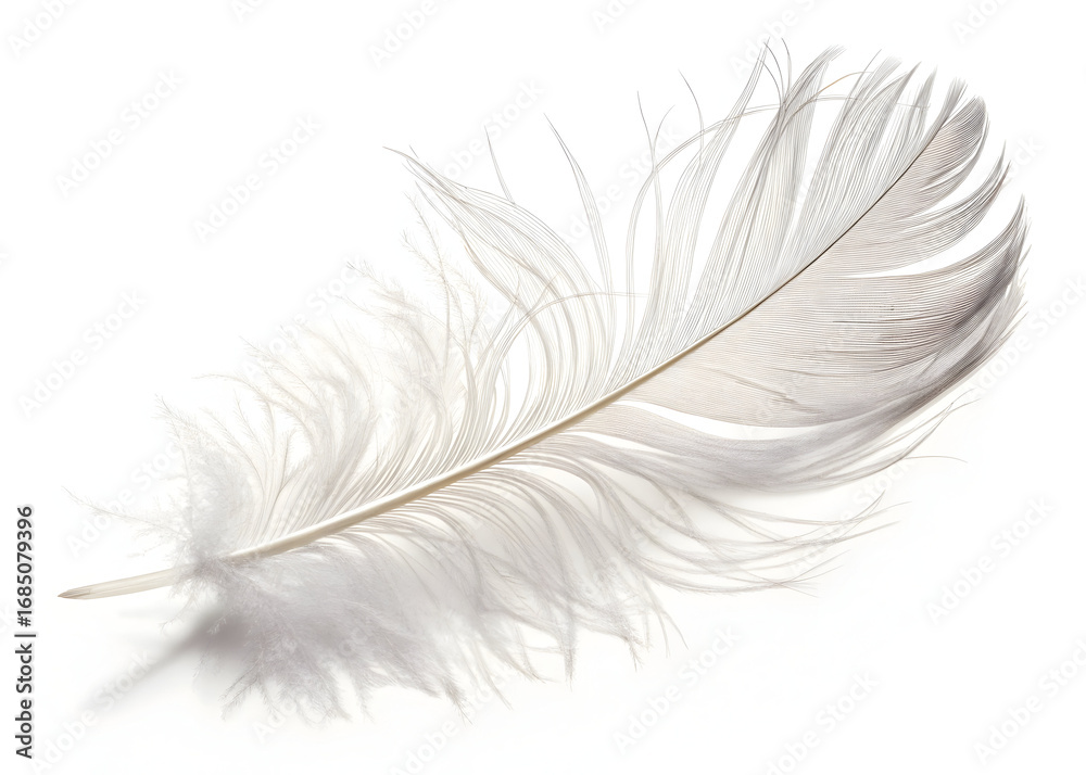 Obraz premium Delicate white feather softly illuminated against a clean bright white backdrop