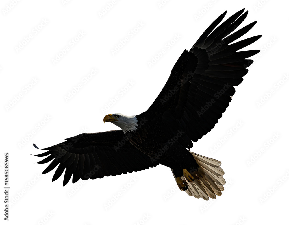 Fototapeta premium eagle Flying transparent background