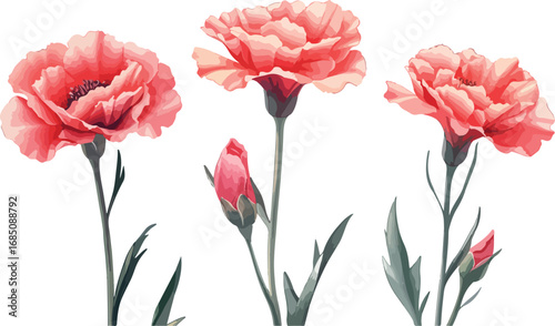 Three delicate coral pink carnation flowers with buds and green stems on a white background