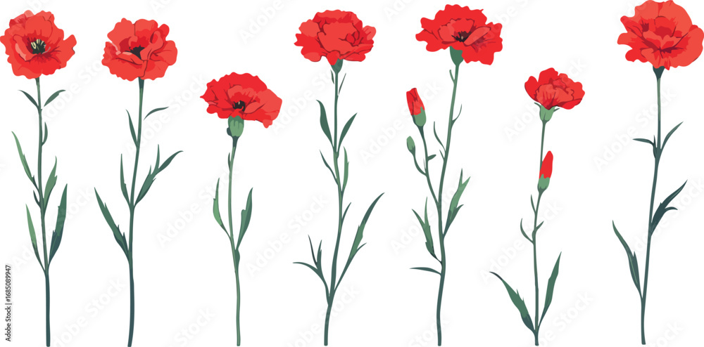 Obraz premium A row of seven vibrant red carnation flowers with green stems and leaves isolated on white