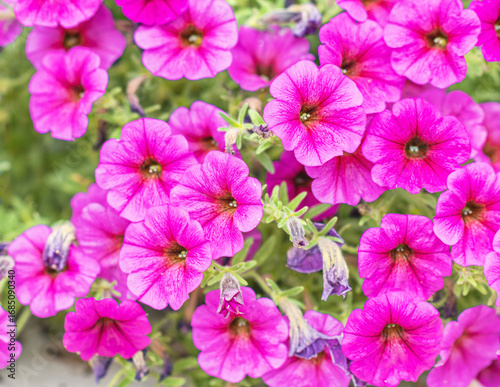 A collection of blooming flowers in shades of pink.