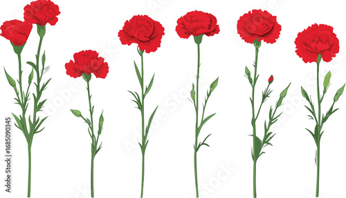 A group of vibrant red carnation flowers with green stems arranged against a clean white background