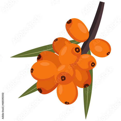 Sea buckthorn,  orange berries with leaves vector.