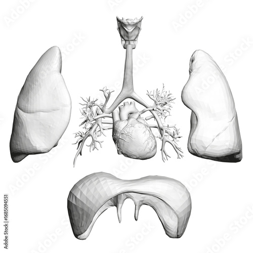 Polygonal human heart and lungs with detailed anatomical structures including the diaphragm and trachea.