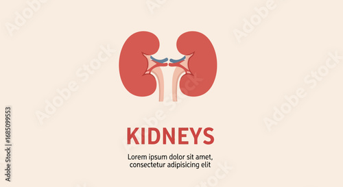 Vector illustration of anatomical illustration of human kidneys with a clean, minimalist design on a light background, symbolizing health and medical concepts