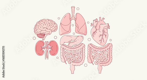Vector illustration of illustration of human organs including brain, lungs, heart, kidneys, and intestines
