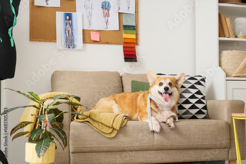 Cute Corgi dog with tape me...