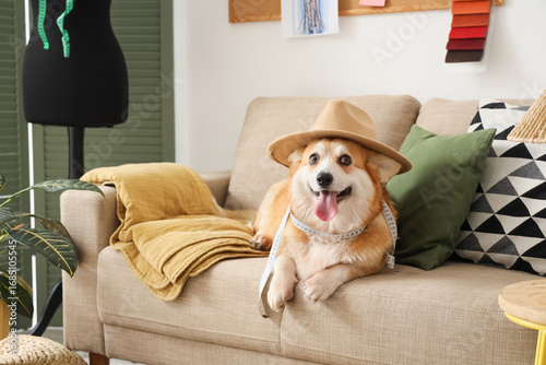 Cute Corgi dog with hat and...