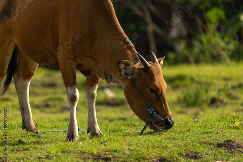 Bali Cattle Family Resting on Grass