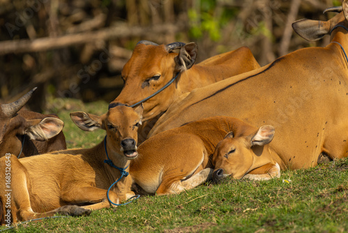 Bali Cattle Family Resting on Grass