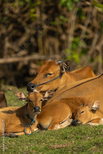 Bali Cattle Family Resting on Grass