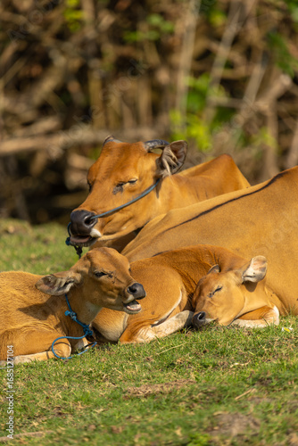 Bali Cattle Family Resting on Grass
