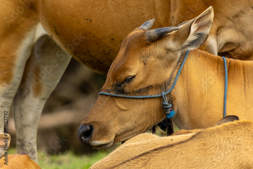 Bali Cattle Family Resting on Grass