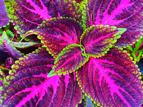 Canvastavla Close up view of coleus scutellarioideoleus commonly known as coleus, solenostemon scutellarioides, coleus blumei, painted nettle, flame nettle bloom in the garden