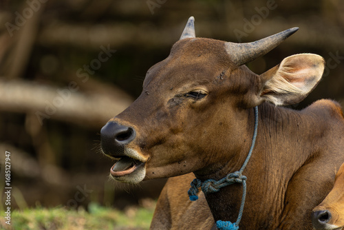 Bali Cattle Family Resting on Grass