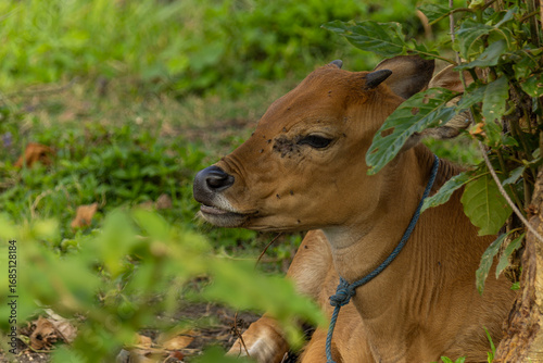 Bali Cattle Family Resting on Grass