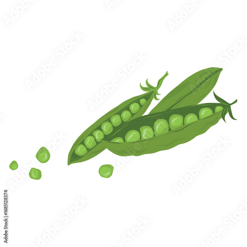 Pea Pod, Peapod Illustration, Fresh Pea Pod