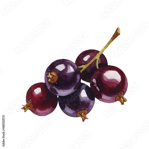 Vector watercolor Cassis / 水彩テイストのカシスイラスト