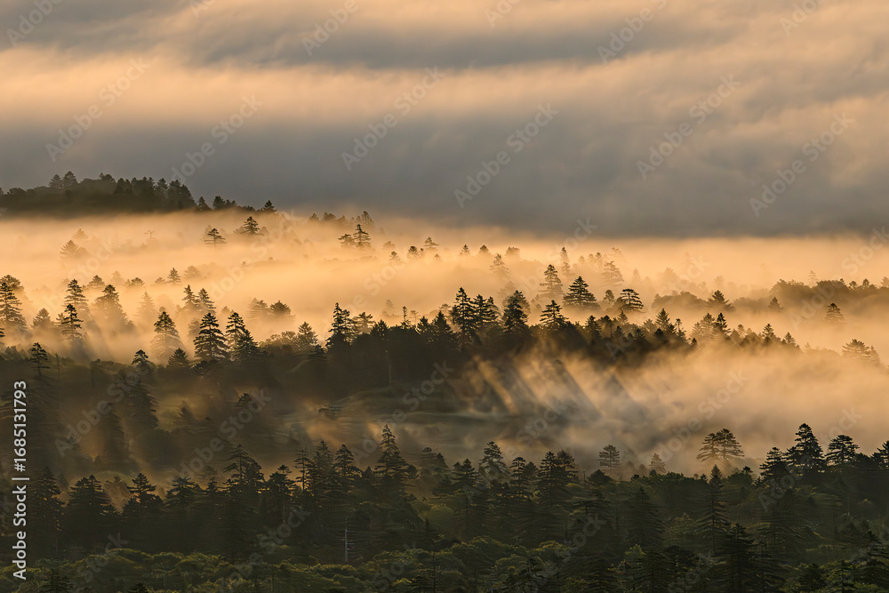 Naklejka premium fog in the morning