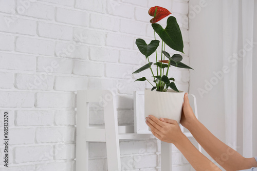 Woman's hands placing anthu...