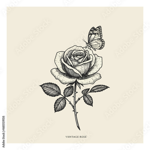 Detailed vintage illustration of a rose with a butterfly perched delicately on it.