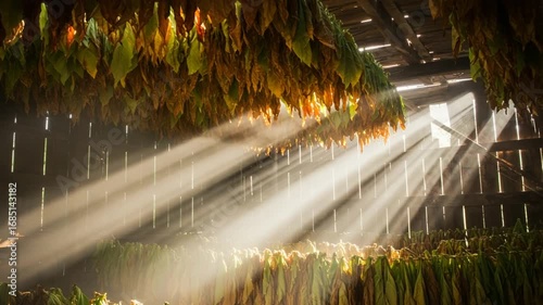 Sunlight Streaming Through Tobacco Leaves in Barn
