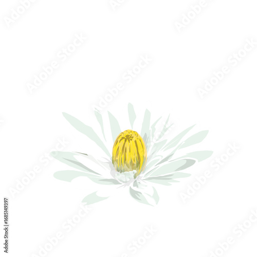 illustration of white lotus flower without background