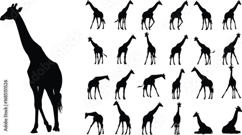 Vector silhouette illustration of multiple giraffes in various poses standing and walking, isolated on white background for creative design