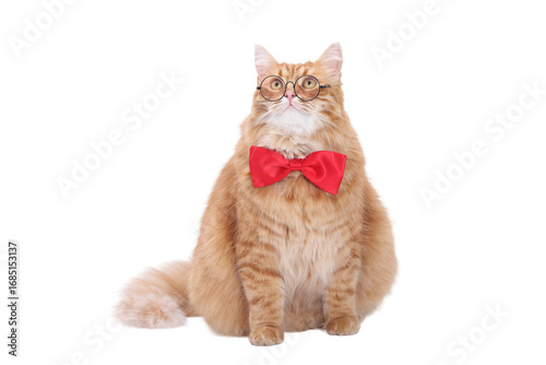 Smart ginger cat in glasses and red bow tie isolated on transparent PNG background, concept of education, science, teacher, professor, knowledge and academic learning.