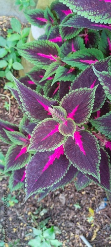 coleus plant with vibrant purple and green leaves