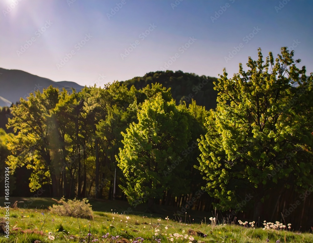 Fototapeta premium Sunlit hillside meadow and forest